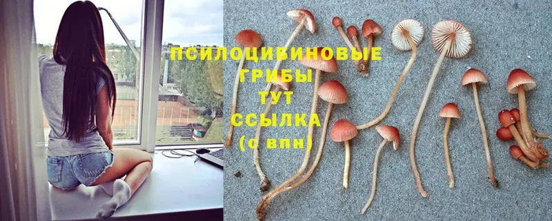 Галлюциногенные грибы MAGIC MUSHROOMS  Опочка 